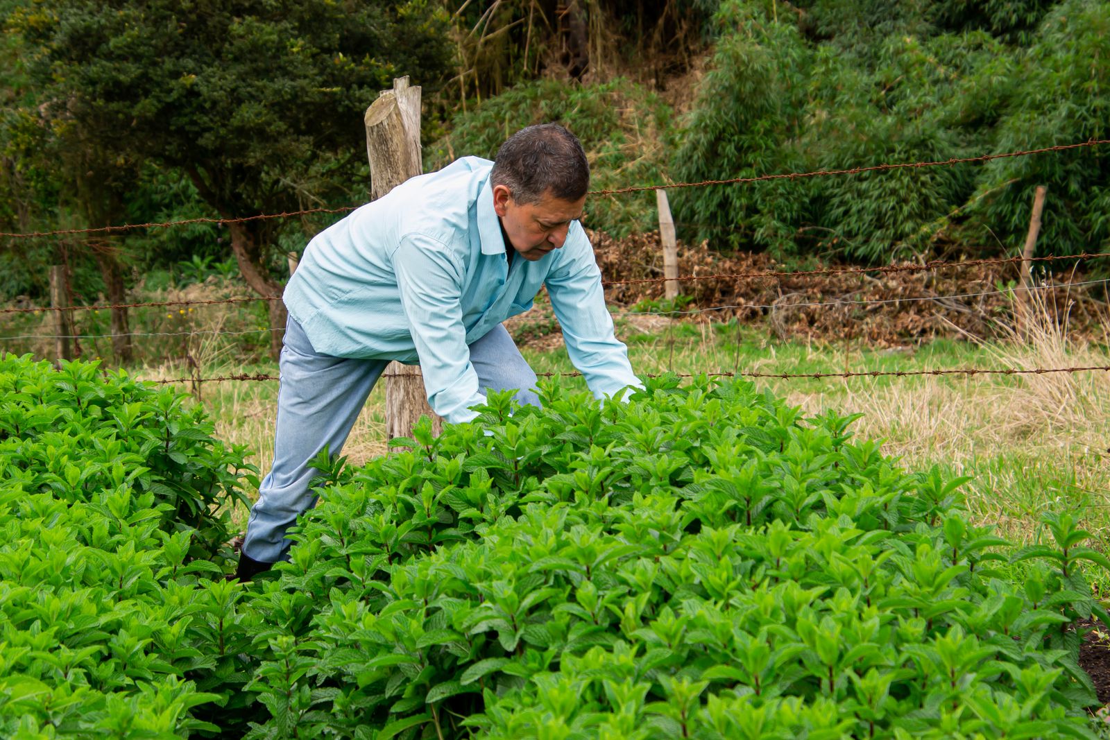 Produtor inspecionando a lavoura de perto